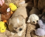 Small Photo #4 Shih Tzu Puppy For Sale in MILTON, FL, USA