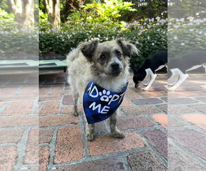 Chi-Poo (Toy) Dogs for adoption in San Francisco, CA, USA