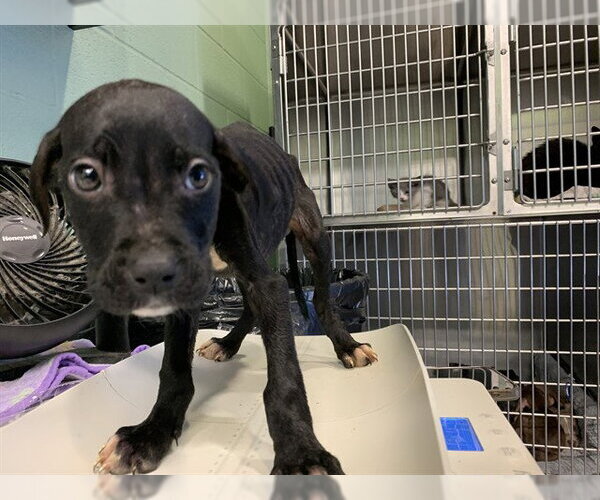 Medium Photo #1 American Staffordshire Terrier-Unknown Mix Puppy For Sale in Grand Prairie, TX, USA