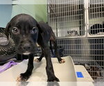 Small American Staffordshire Terrier Mix