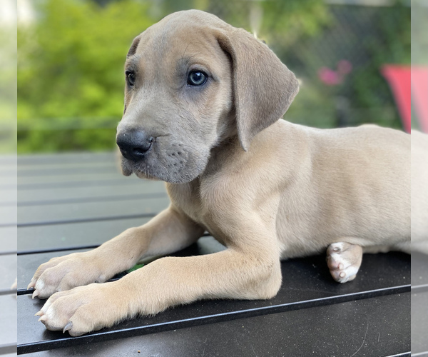 Medium Photo #5 Great Dane Puppy For Sale in CLOVER, SC, USA
