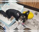 Small #2 Chihuahua Mix