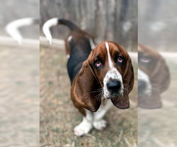 Medium Photo #4 Basset Hound Puppy For Sale in Deepwater, NJ, USA