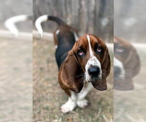 Basset Hound Dogs for adoption in Deepwater, NJ, USA