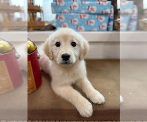 English Cream Golden Retriever Puppy for sale in EVERETT, WA, USA