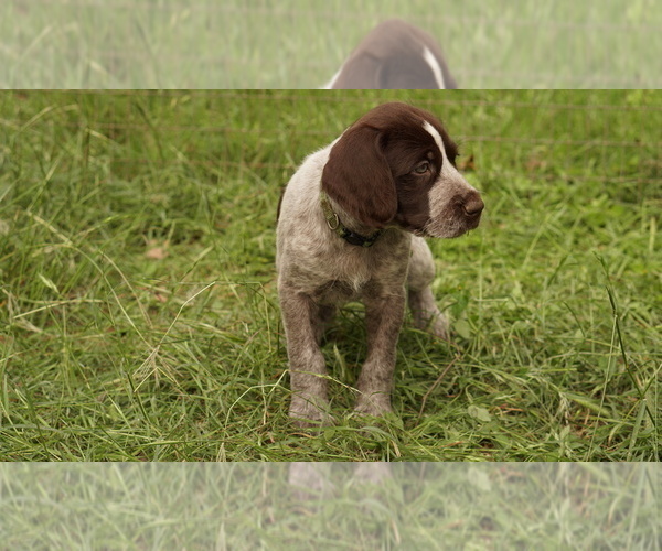 Medium Photo #4 German Shorthaired Pointer-German Wirehaired Pointer Mix Puppy For Sale in FREDERICKSBURG, TX, USA