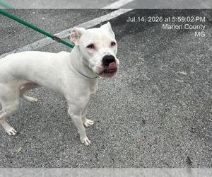 Argentinian Mastiff-Unknown Mix Dogs for adoption in Ocala, FL, USA
