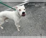 Small Argentinian Mastiff Mix