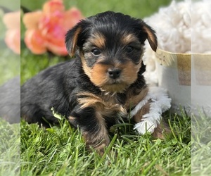 Yorkshire Terrier Puppy for sale in ROCK STREAM, NY, USA