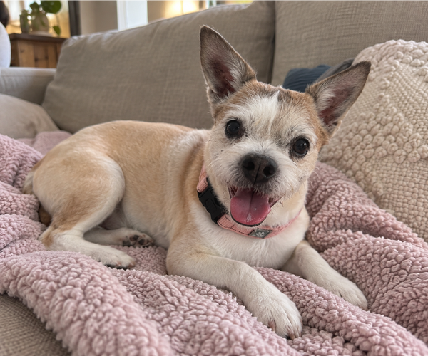 Medium Photo #1 Rat Terrier-Unknown Mix Puppy For Sale in Mooresville, NC, USA