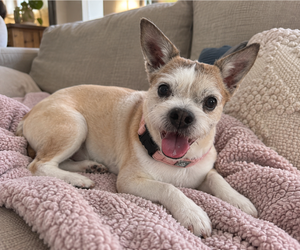 Rat Terrier-Unknown Mix Dogs for adoption in Mooresville, NC, USA