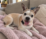 Small Rat Terrier Mix