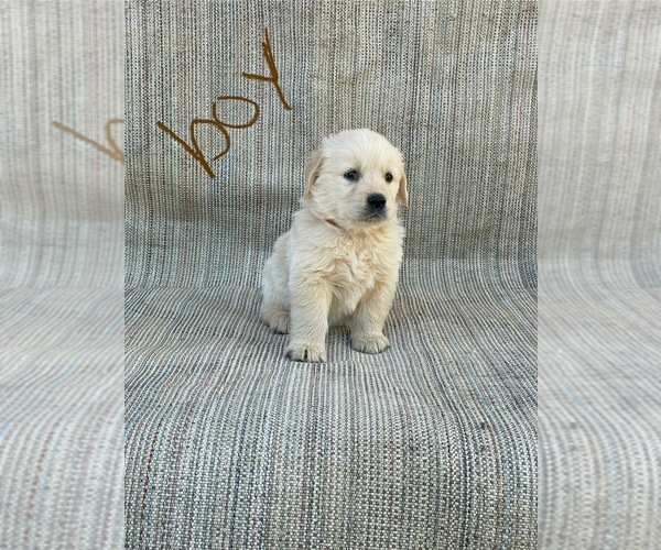 Medium Photo #11 Golden Retriever Puppy For Sale in OROVILLE, CA, USA