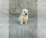 Small Photo #11 Golden Retriever Puppy For Sale in OROVILLE, CA, USA