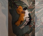 Small #2 Labrador Retriever Mix