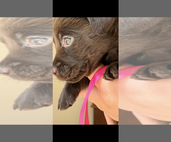 Medium Photo #3 Labrador Retriever Puppy For Sale in SIMI VALLEY, CA, USA