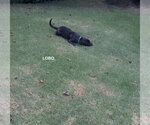Small #7 Labrador Retriever Mix