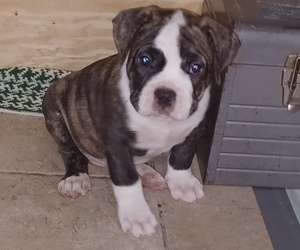American Bully Puppy for sale in ARLINGTON, TX, USA