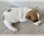 Small Photo #8 Jack Russell Terrier Puppy For Sale in FORT PIERCE, FL, USA