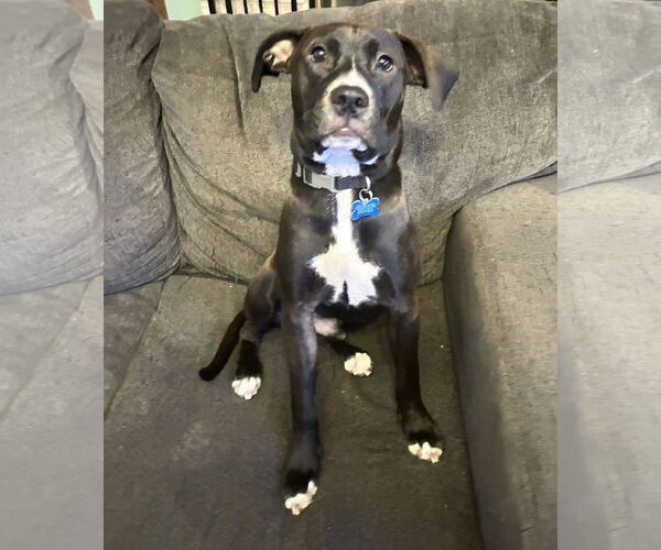 Medium Photo #5 Mutt Puppy For Sale in Plainfield, IL, USA