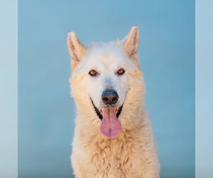 Alaskan Malamute-Unknown Mix Dogs for adoption in Pasadena, CA, USA