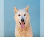 Small Alaskan Malamute Mix