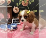 Small #3 Cavalier King Charles Spaniel
