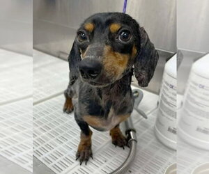 Prospect Pete LA - Male Dachshund Dog for Adoption - Photo #4