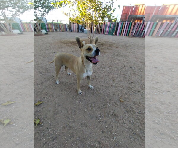 Medium Photo #2 Beagle-Unknown Mix Puppy For Sale in Apple Valley, CA, USA