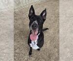 KAT KAT - Female Mutt Dog for Adoption - Small photo