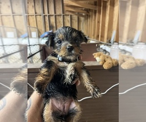 Morkie Puppy for sale in WHITE OAK, GA, USA