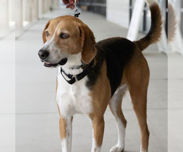 Medium Photo #2 Mutt Puppy For Sale in Wilmington, NC, USA