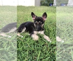 Small Photo #1 German Shepherd Dog Puppy For Sale in PORTSMOUTH, VA, USA