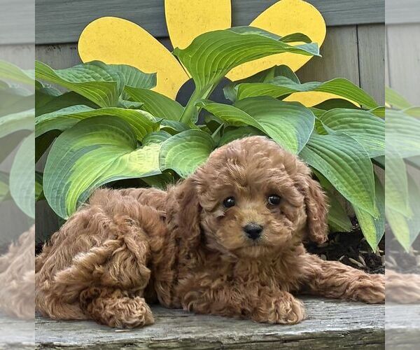 Medium Photo #2 Cavapoo (Miniature) Puppy For Sale in PARADISE, PA, USA