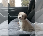 Small Photo #3 Aussiedoodle Miniature  Puppy For Sale in MODESTO, CA, USA