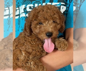 Goldendoodle (Miniature) Puppy for sale in HULL, IA, USA