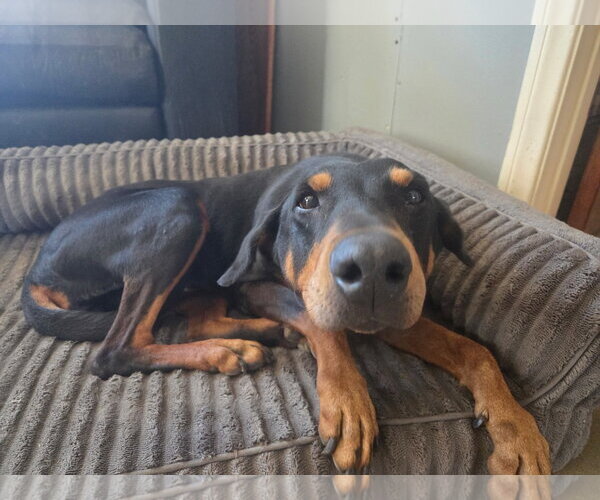 Medium Photo #3 Doberman Pinscher-Unknown Mix Puppy For Sale in Escondido, CA, USA