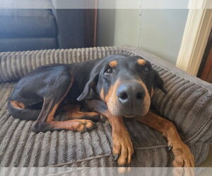 Beta - Female Doberman Pinscher-Unknown Mix Dog for Adoption - Photo #3