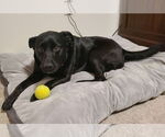 Small #4 Labrador Retriever Mix