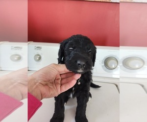 Double Doodle Puppy for sale in HASTINGS, MI, USA