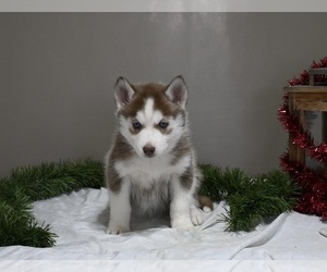 Siberian Husky Puppy for sale in HOLMESVILLE, OH, USA