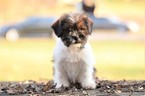 Puppy 2 Jack Russell Terrier-Shih Tzu Mix