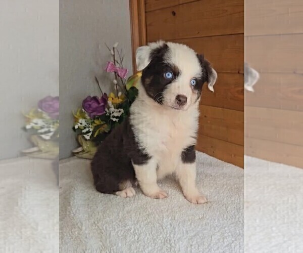 Medium Photo #2 Australian Shepherd Puppy For Sale in JASONVILLE, IN, USA