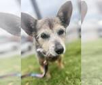 Small #3 Mutt