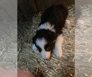 Border Collie Puppy for sale in ALEXANDRIA, SD, USA