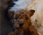 Small Photo #2 Poodle (Miniature) Puppy For Sale in LETTS, IA, USA