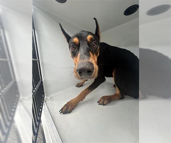 Medium Photo #1 Doberman Pinscher Puppy For Sale in Houston, TX, USA