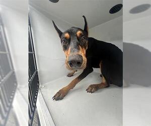Doberman Pinscher Dogs for adoption in Houston, TX, USA