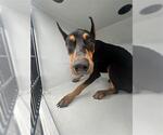 Small Doberman Pinscher