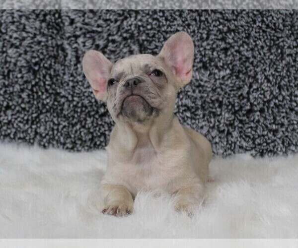 Medium Photo #6 French Bulldog Puppy For Sale in APPLE CREEK, OH, USA